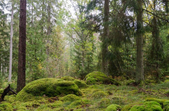 Den svenska naturskogen måste bevaras för klimatets och den biologiska mångfaldens skull, skriver en grupp bokskapare i ett upprop. Foto: Istock